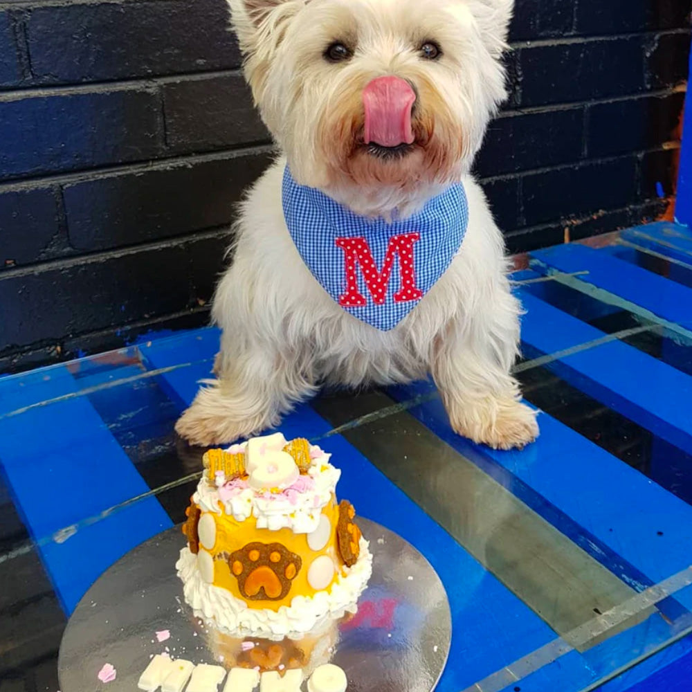 Homemade Dog Birthday Cake - Crazy for Crust