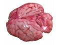 Frozen Lamb Brains - 500 grams