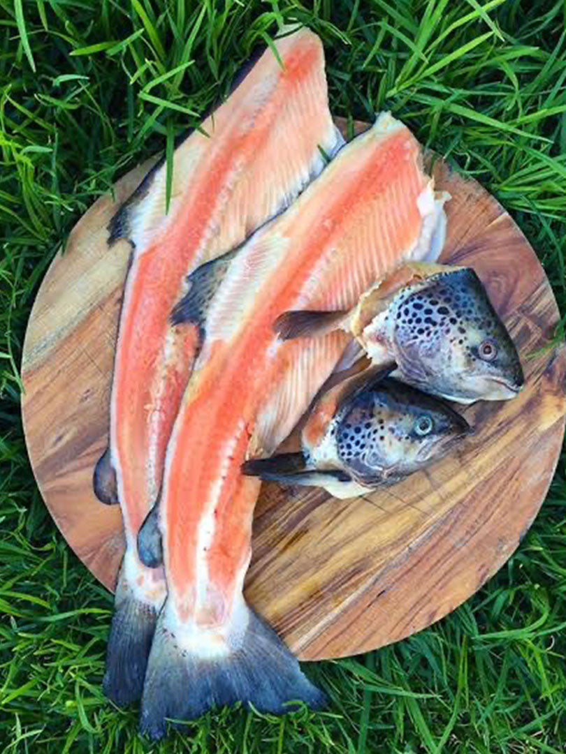 Salmon Frames with head
