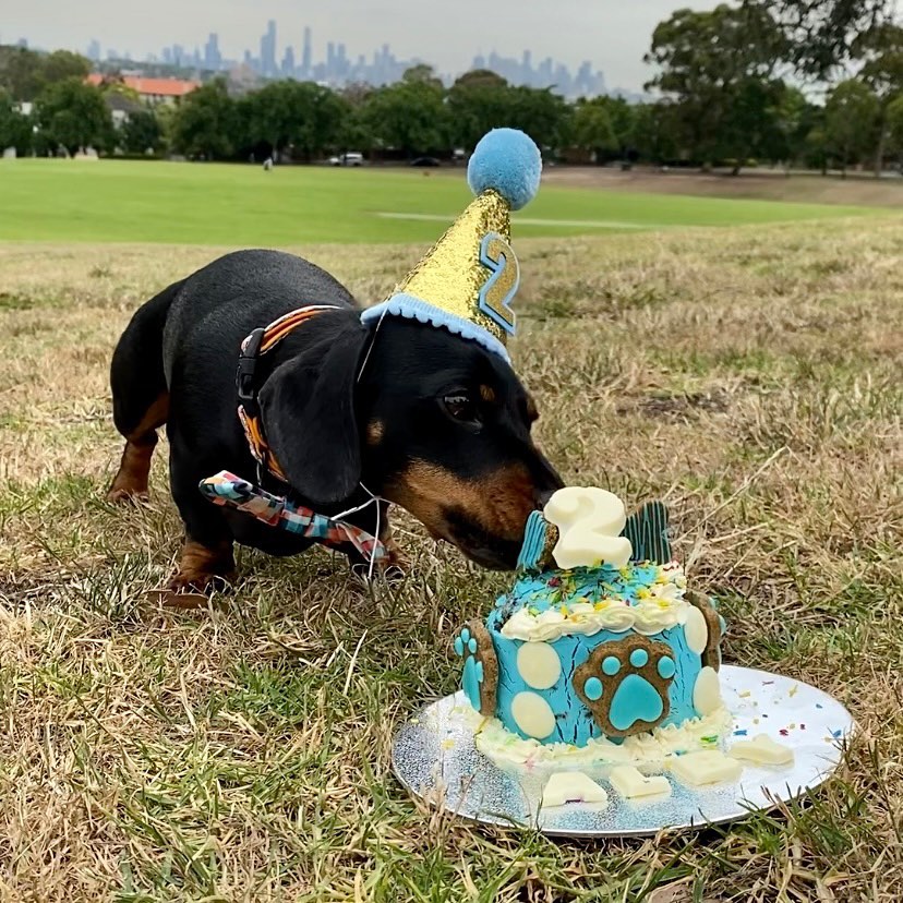 Small Dog Birthday Cake