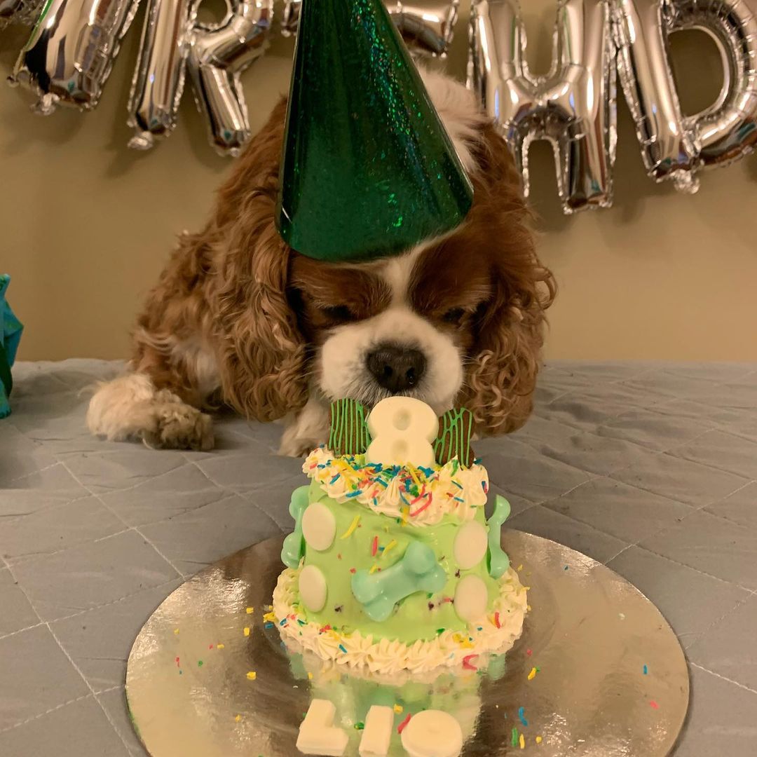 Small Dog Birthday Cake