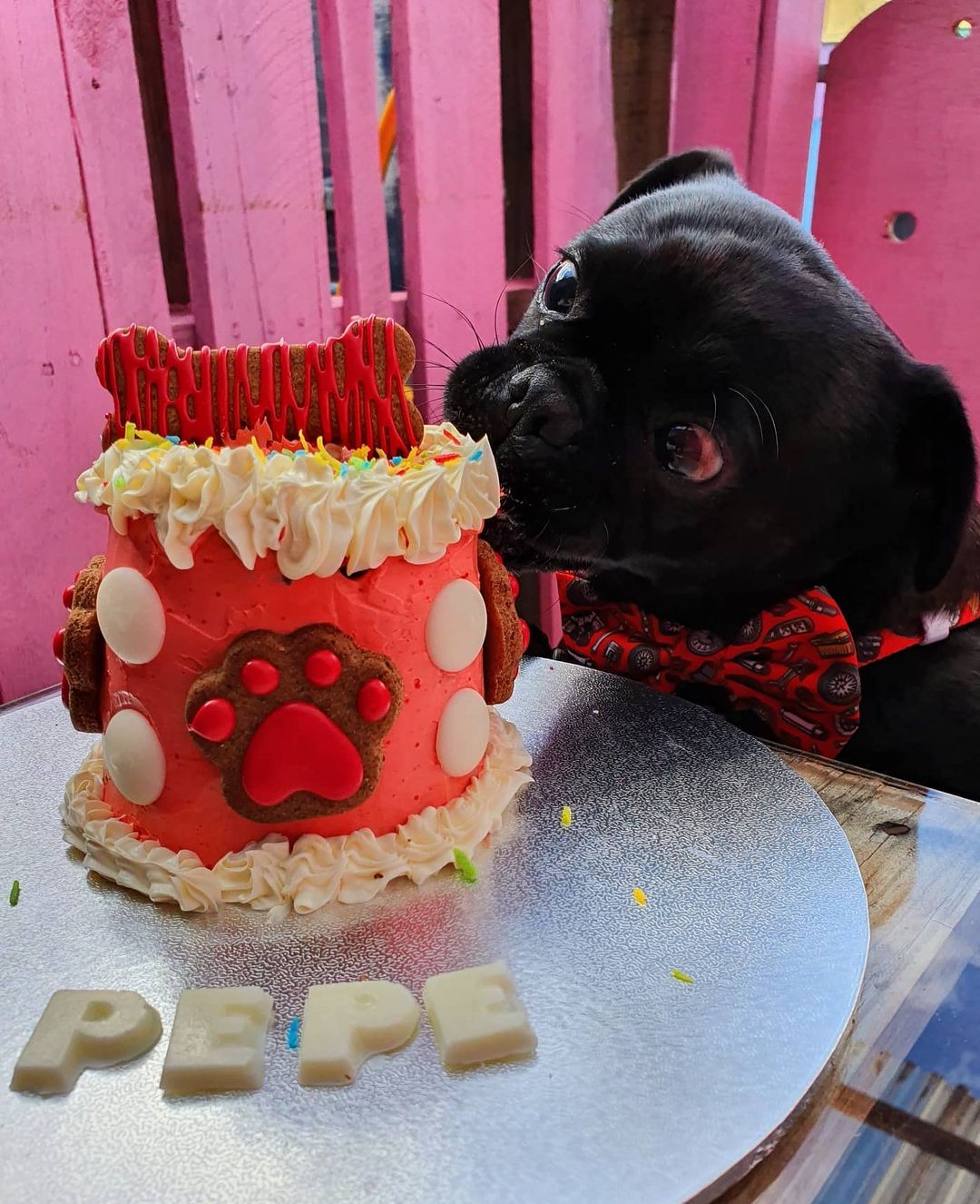 K9 cakes online