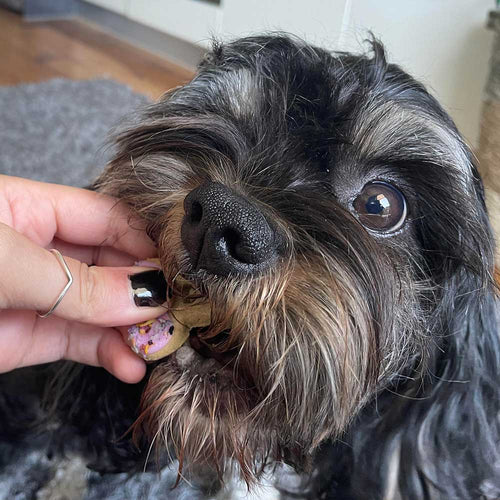 Baked Dog Biscuits (Assorted Colours)